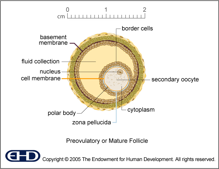 Figure 0 7 Mature Follicle Basic 