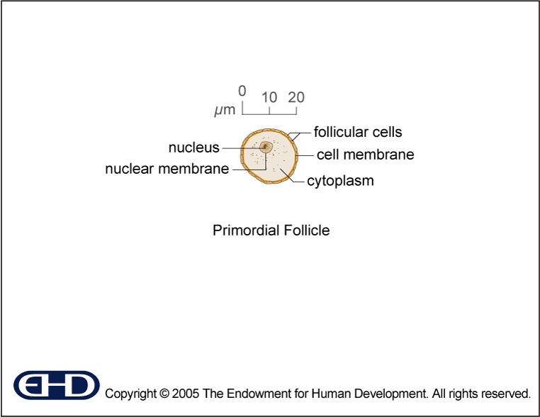 Primordial Follicle