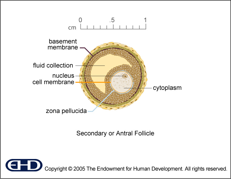 Secondary Follicle