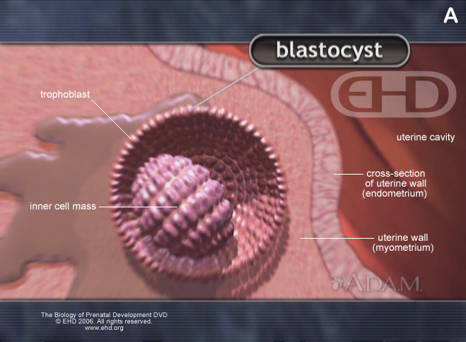 Implantation Well Underway, Placenta Formation Begins, blastocyst, trophoblast, inner cell mass, uterine cavity, cross-section of uterine wall (endometrium), uterine wall (myometrium)