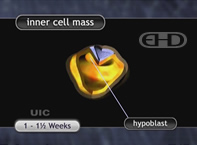See Labels [Embryo at About 11 Days]