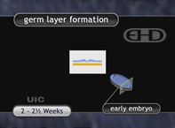 See Labels [Germ Layers of the Embryo]