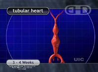 See Labels [Tube Shaped Heart]