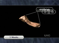 See Labels [Three-Week Embryo]
