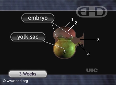 Embrião de 3 Semanas [Clique para a próxima imagem]