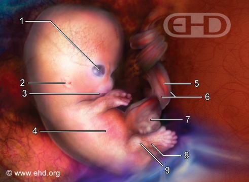Embrião de 7 ½ Semanas [Clique para a próxima imagem]
