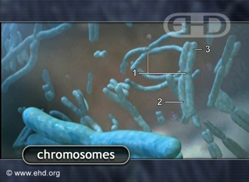 Cromossomos [Clique para a próxima imagem]