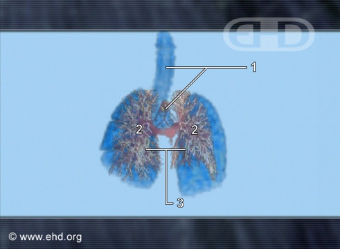 Comparación del desarrollo pulmonar [Haga clic para la siguiente imagen]