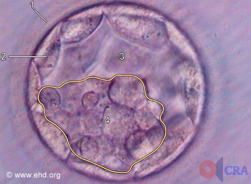 Early Blastocyst