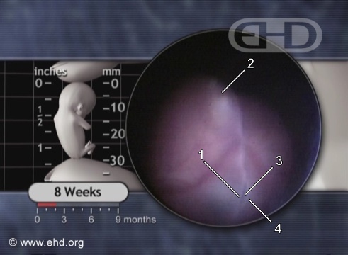 Ojo y nariz de embrión de ocho semanas [Haga clic para la siguiente imagen]