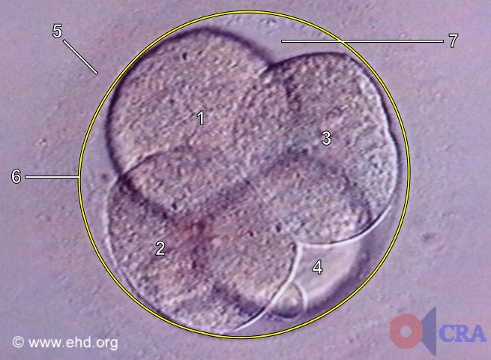 Embrião de Quatro Células [Clique para a próxima imagem]