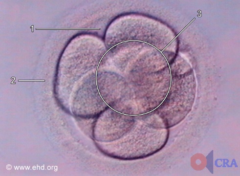 Embrión de seis células [Haga clic para la siguiente imagen]