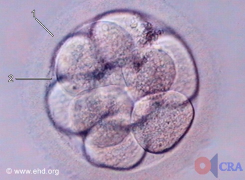 Embrião de Dez Células [Clique para a próxima imagem]
