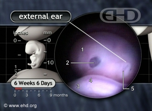 The Left Eye and Ear