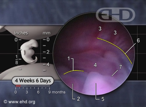 The Lower Embryo