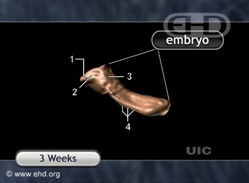 Embrión de tres semanas [Haga clic para la siguiente imagen]