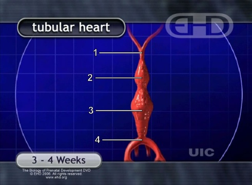 Corazón tubular [Haga clic para la siguiente imagen]