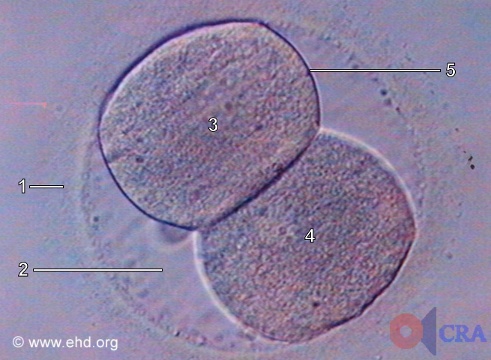 Two-Cell Embryo