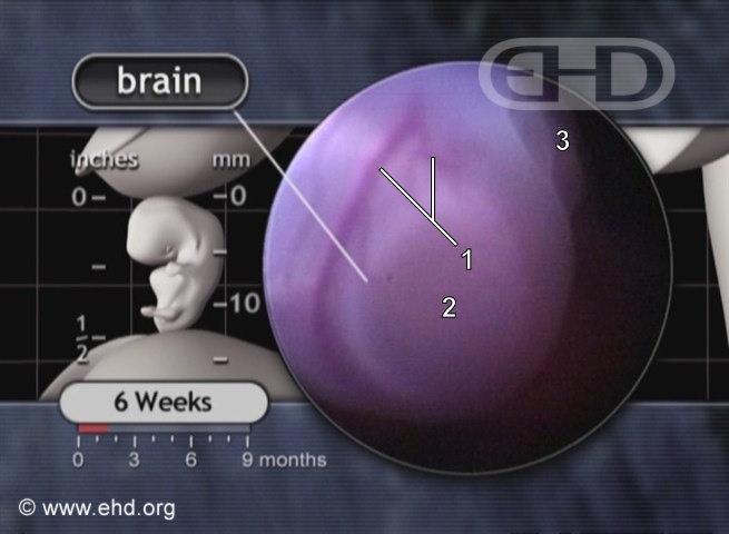 Primer plano de la cabeza: cerebro [Haga clic para la siguiente imagen]