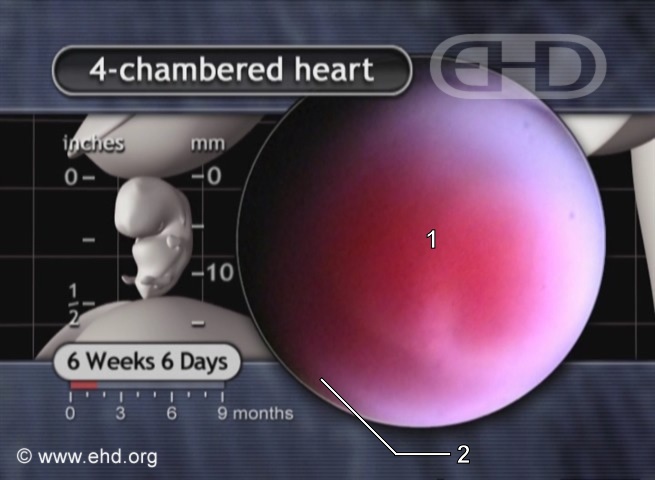 Primer plano del corazón de 7 semanas [Haga clic para la siguiente imagen]