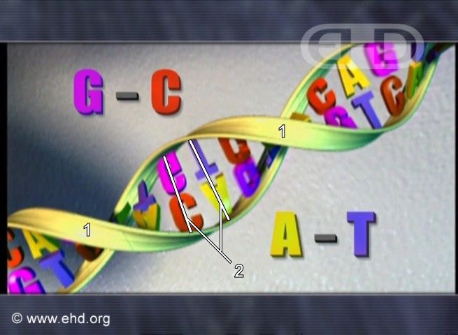 Estructura del ADN [Haga clic para la siguiente imagen]