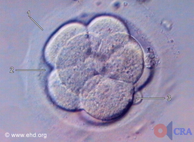 Embrião de Oito Células [Clique para a próxima imagem]