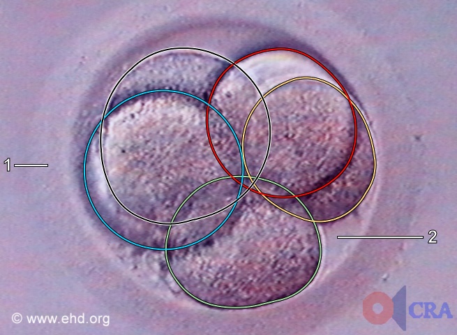 Five-Cell Embryo