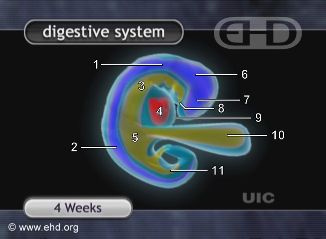 Four-Week Embryo