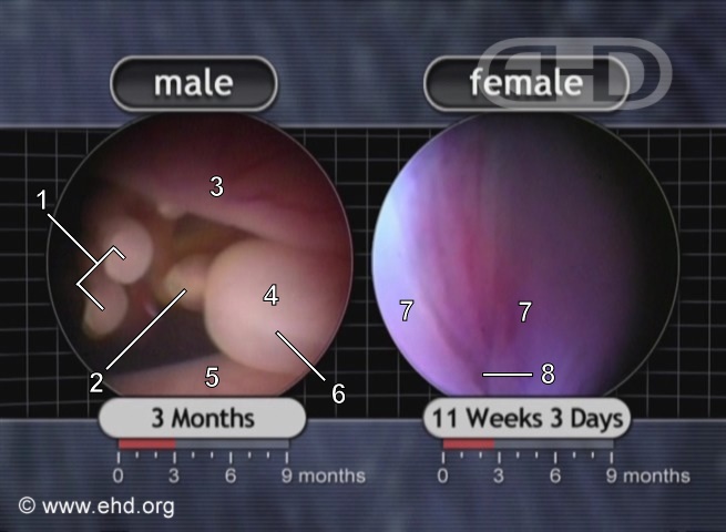 Male and Female Genitals