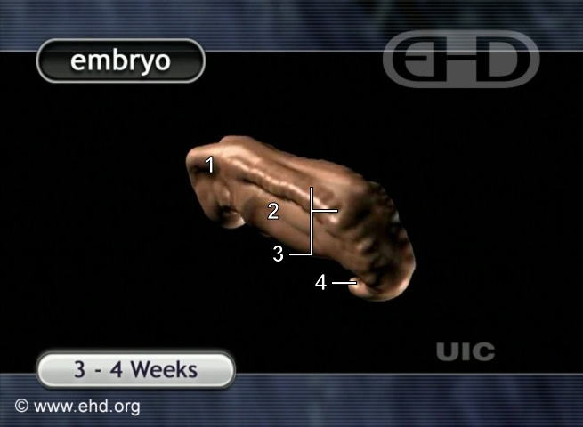 O Embrião de 4 Semanas [Clique para a próxima imagem]