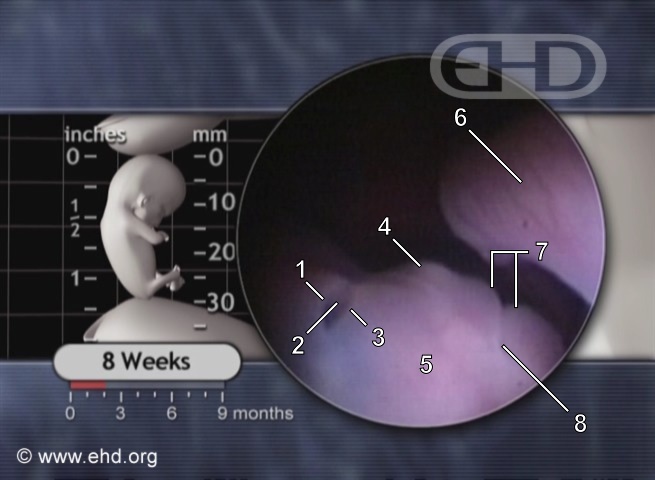 El ojo a las 8 semanas de embarazo [Haga clic para la siguiente imagen]
