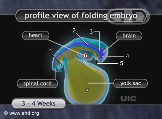 El plegamiento del embrión [Haga clic para la siguiente imagen]