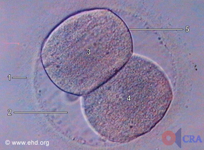 Embrião de Duas Células [Clique para a próxima imagem]