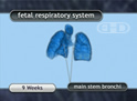 Sistema respiratorio fetal