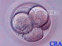 Embrión de cinco células
