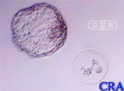 Hatched Blastocyst