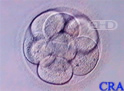 Embrión de nueve células