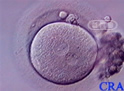 Embrión unicelular