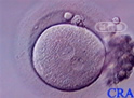 Single-Cell Embryo