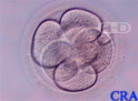 Embrión de seis células
