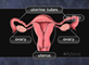 Female reproductive system
