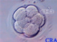 Embrión de ocho células