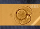 Embrión humano de cuatro células