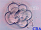 Mórula: embrión de doce células