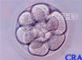 Embrión de diez células