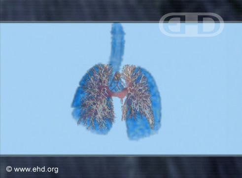 Comparación del desarrollo pulmonar [Haga clic para la siguiente imagen]