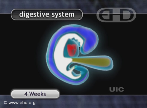 Tracto digestivo en un embrión de 4 semanas [Haga clic para la siguiente imagen]