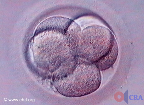 Embrião de Cinco Células [Clique para a próxima imagem]
