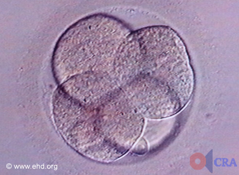 Embrião de Quatro Células [Clique para a próxima imagem]