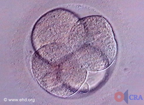 Four-Cell Embryo